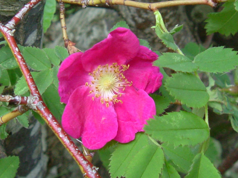 Rosa pendulina / Rosa alpina